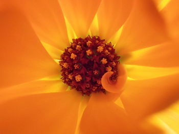 Extreme close-up of orange flower pollen