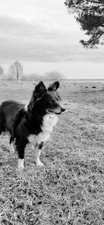 Dog looking away on field