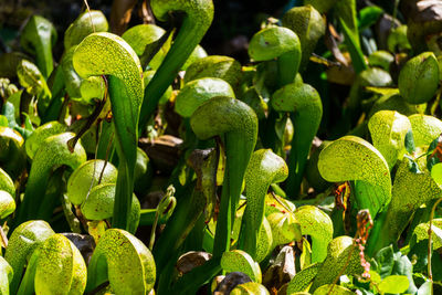 High angle view of carnivorous plants at botanical garden