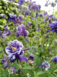 Close-up of purple flowers