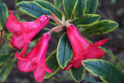 Close-up of red flowers