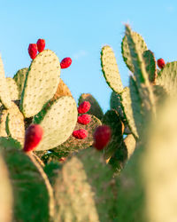 Close-up of prickly pear cactus against sky