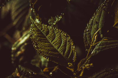 plant