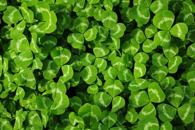 Full frame shot of leaves in water