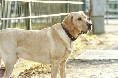 Close-up of dog outdoors