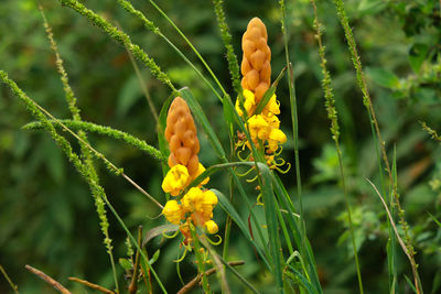 Close-up of yellow flowering plant