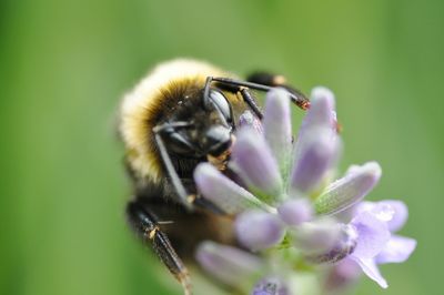 Bumble bee pollinating on purple flower