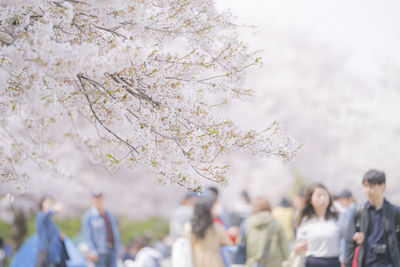 Group of people on cherry blossom