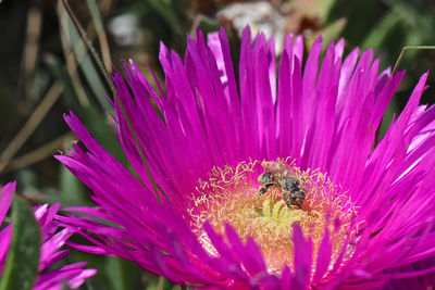 Close-up of bee pollinating on purple flower