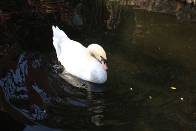 Swan swimming in lake