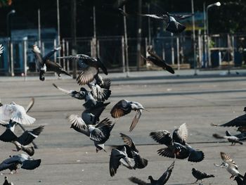 Birds flying over street