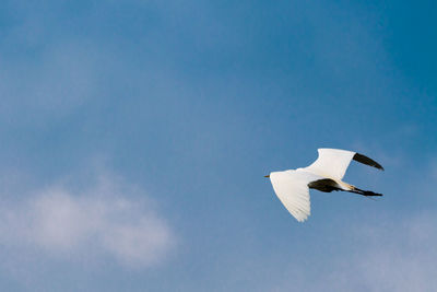 Low angle view of seagull flying in sky