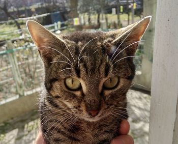 Close-up portrait of hand holding cat