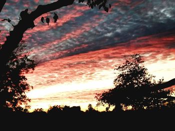 Low angle view of silhouette tree against sky