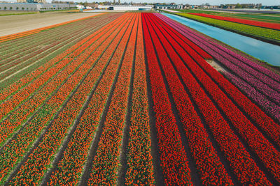 Full frame shot of agricultural field