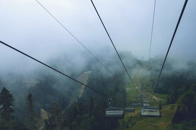 Low angle view of overhead cable car over trees in forest