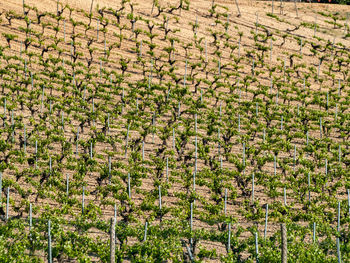 Full frame shot of plants growing on field