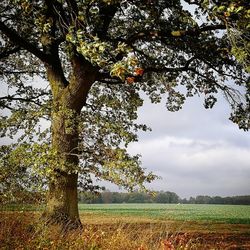 Tree on field against sky