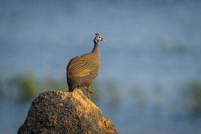 Helmeted guineafowl leaves termite mound in sunshine