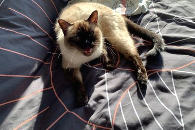 High angle view of cat lying on bed