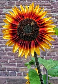 Close-up of sunflower