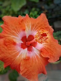 Close-up of orange hibiscus flower