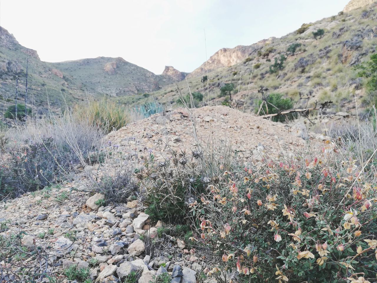 PLANTS GROWING ON LAND