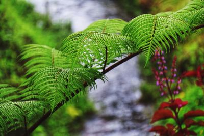 Close-up of fern leaves