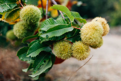 Close-up of chestnuts growing on plant