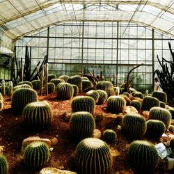 Plants in greenhouse