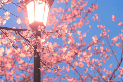 Low angle view of cherry blossoms against sky