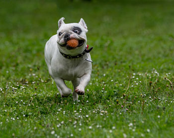 Dog standing on grass