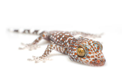 Close-up of lizard on white background