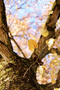 Low angle view of tree against sky