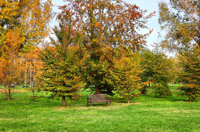 Trees on field during autumn