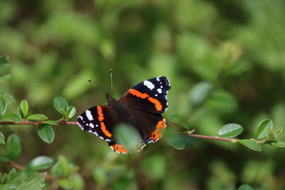 Close-up of butterfly pollinating flower