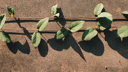 High angle view of plants against wall