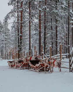Horse cart on snow covered land