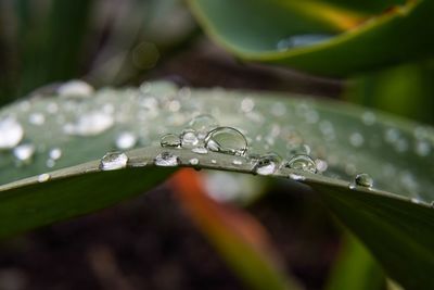 Close-up of water drops on plant