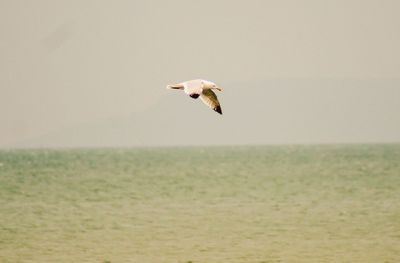 Seagull flying over the sea