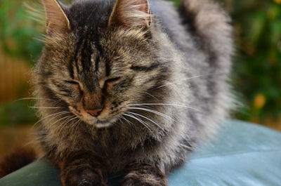 Close-up of cat