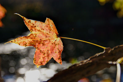 Close-up of dried maple leaves