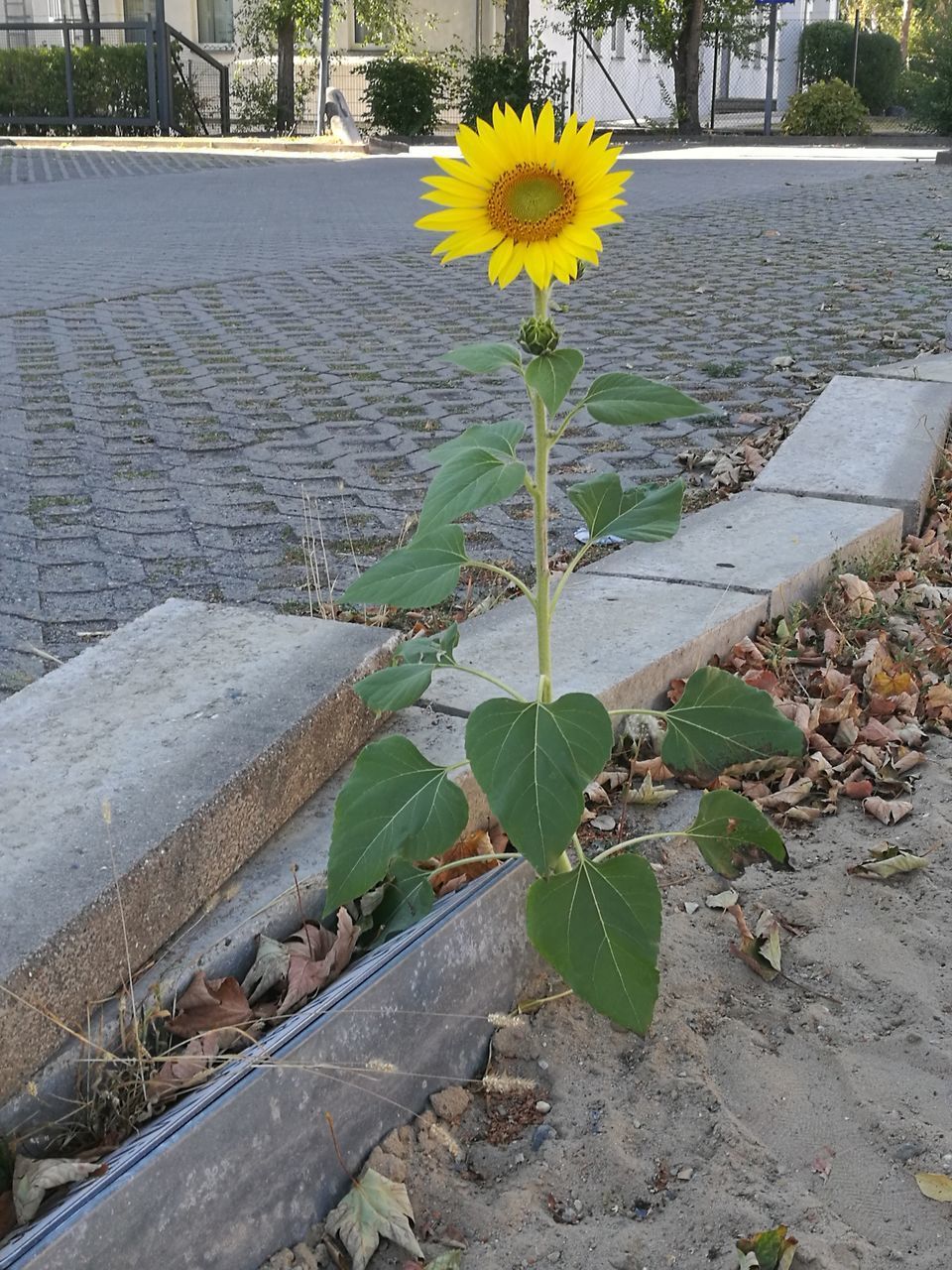 YELLOW FLOWERS GROWING ON FOOTPATH