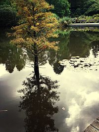 Reflection of trees in calm lake