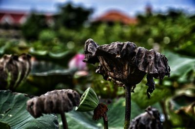 Close-up of plant against blurred background