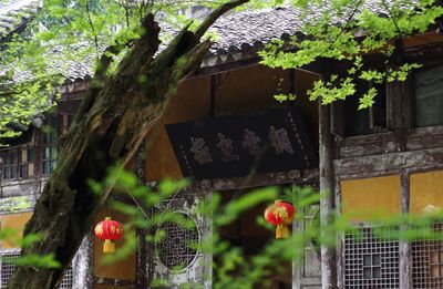 Plants growing on a tree