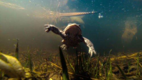 Close-up of duck swimming in water