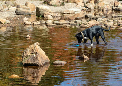 Dog drinking water in a lake