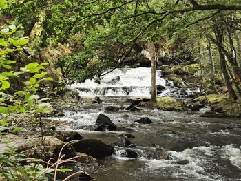 Stream flowing through rocks in forest