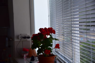 Close-up of red flower vase against window at home